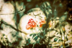 Rn102690908-Lachsfarbene Rosenblüten im Blätterdschungel